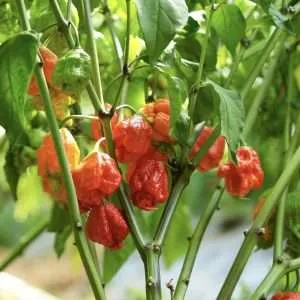 carolina reaper seeds online