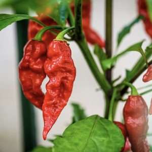 red ghost chilli seeds online
