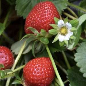 Strawberry One Time Seeds Online