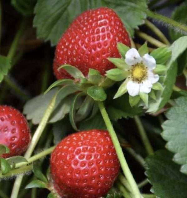 Strawberry One Time Seeds Online
