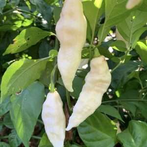 white ghost chilli seeds online