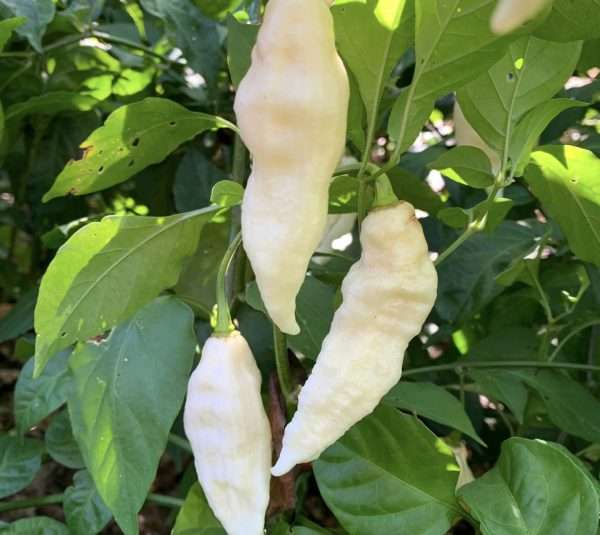white ghost chilli seeds online