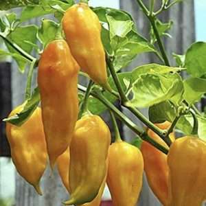 yellow ghost chilli seeds online