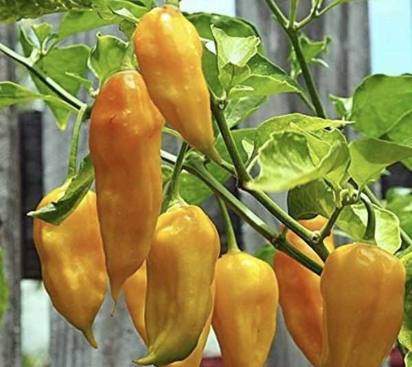 yellow ghost chilli seeds online