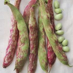 Bean Tongue of Fire seeds online