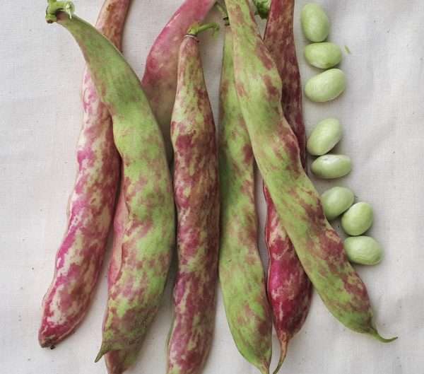 Bean Tongue of Fire seeds online