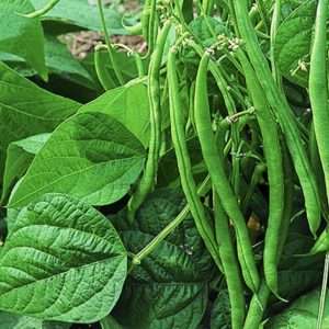 Bonaparte bean seeds online