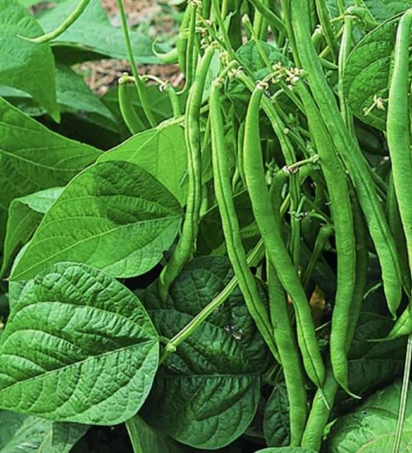 Bonaparte bean seeds online