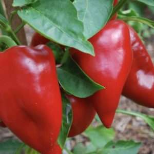 Pimento Capsicum seeds online