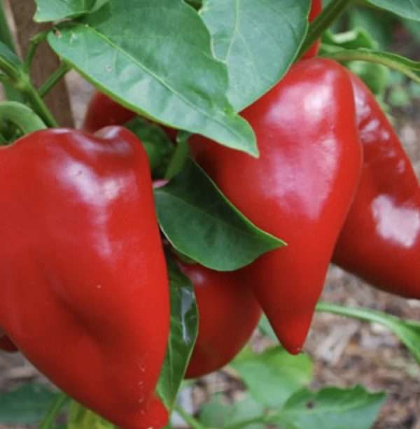 Pimento Capsicum seeds online