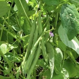 Provider Bean seeds online