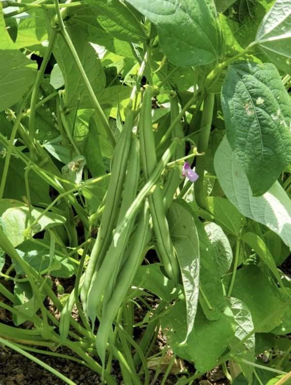 Provider Bean seeds online