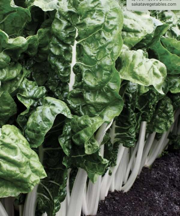 Silverbeet Fordhook Giant seeds online