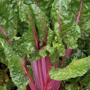 Silverbeet Magenta seeds online