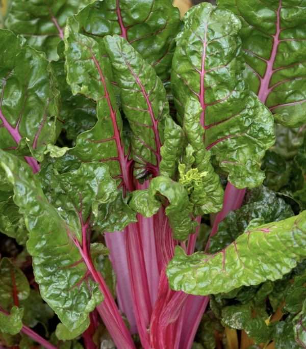 Silverbeet Magenta seeds online