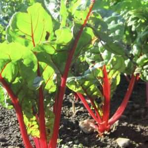 Silverbeet Ruby Red seeds online