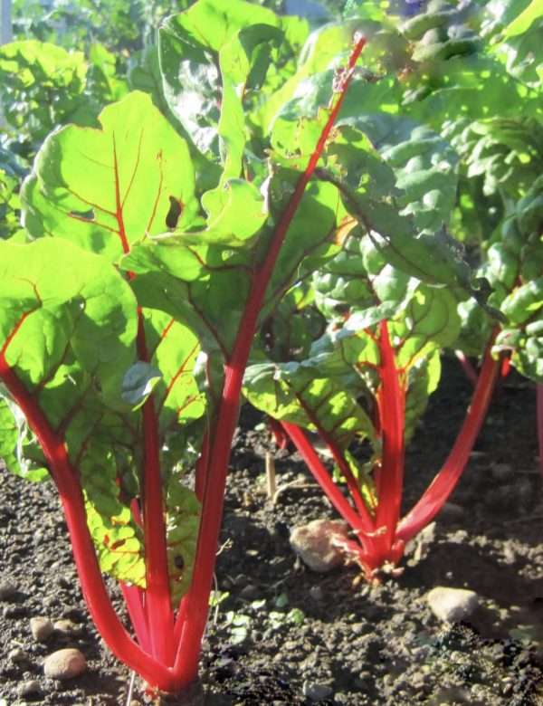 Silverbeet Ruby Red seeds online