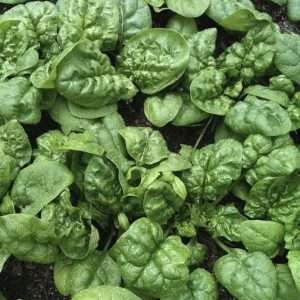 Spinach English Winter Giant seeds online