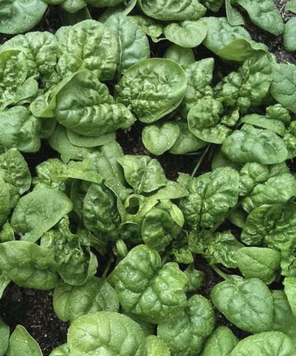 Spinach English Winter Giant seeds online