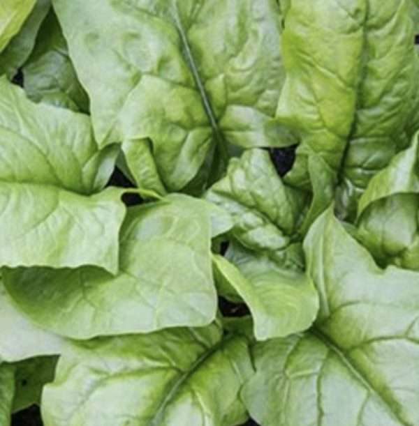 Spinach Viroflay seeds online