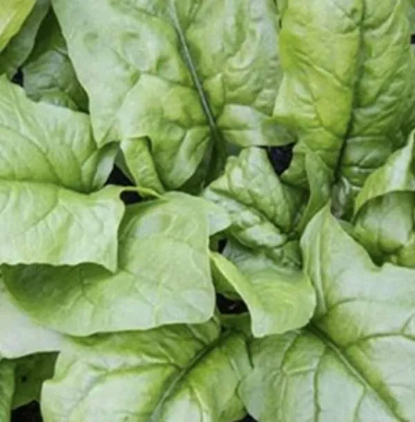 Spinach Viroflay seeds online