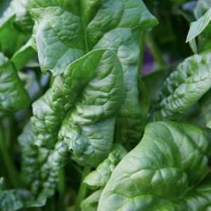 Spinach Bloomsdale seeds online