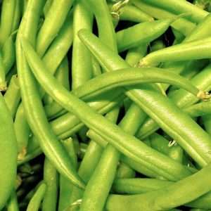 Strike Bush bean seeds online