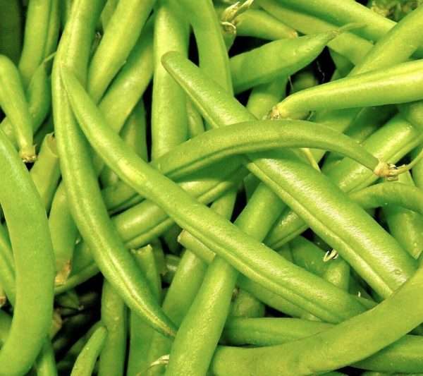 Strike Bush bean seeds online