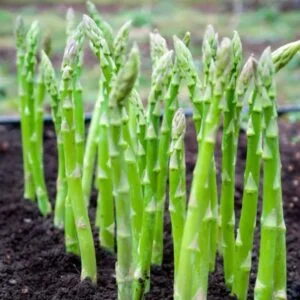 Asparagus Mary Washington seeds online