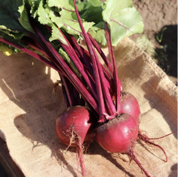 Beetroot Spinel Baby beet seeds online