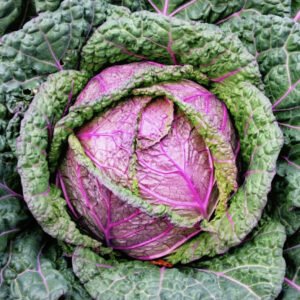 Cabbage Savoy Verona Purple seeds online