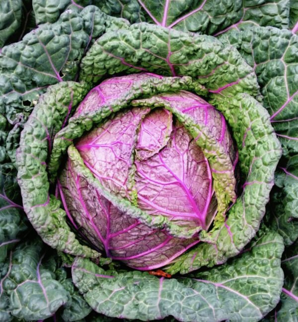 Cabbage Savoy Verona Purple seeds online