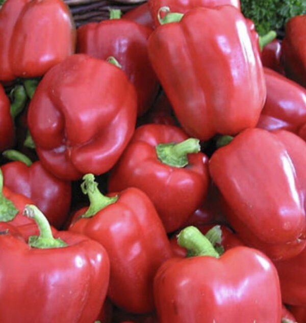 Capsicum Yolo Wonder seeds online