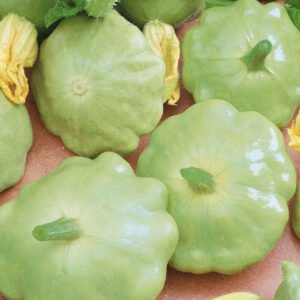 Squash Bennings Green Tint seeds online