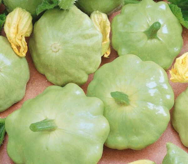 Squash Bennings Green Tint seeds online