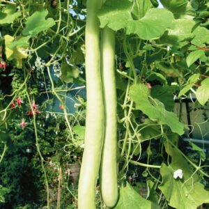 Squash cucuzza seeds online