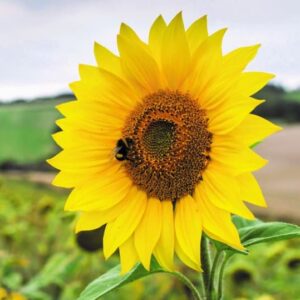 Sunflower Giant Single seeds online