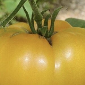 Tomato Mortgage Lifter Yellow seeds online