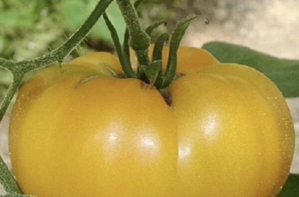 Tomato Mortgage Lifter Yellow seeds online