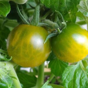 Fat Frog tomato seeds online