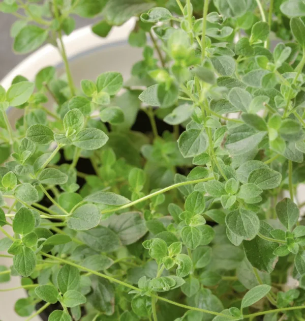 ITALIAN OREGANO Seeds