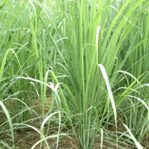 LEMONGRASS seeds