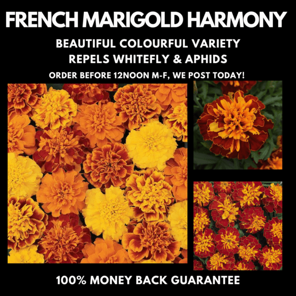 FRENCH Marigold Harmony Series seeds