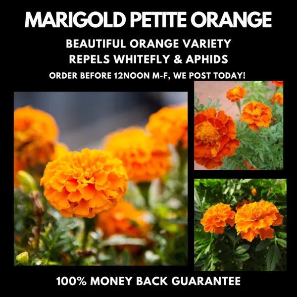 FRENCH Marigold Petite Orange seeds