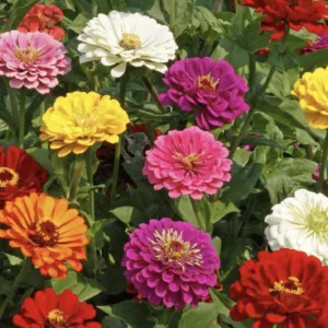 ZINNIA California Giant seeds