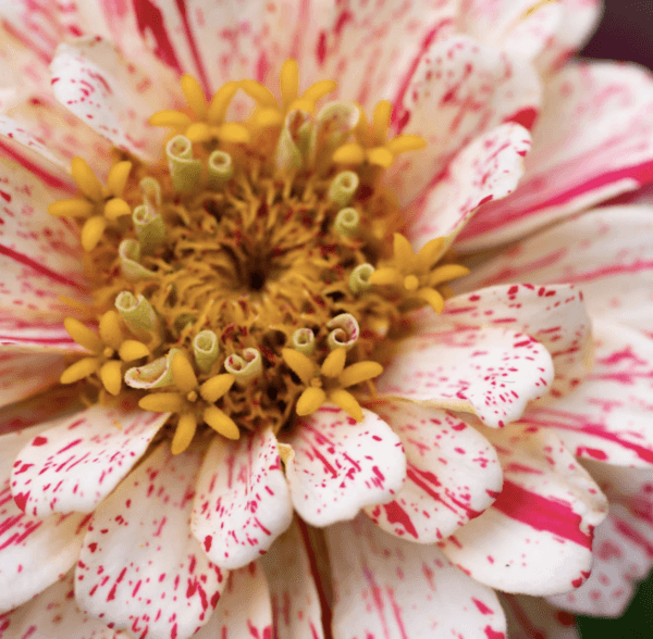 ZINNIA Peppermint Stick seeds