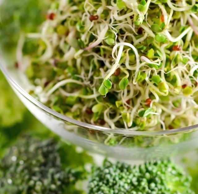 Broccoli Sprouting Seeds Microgreens